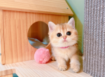 sophie - British Shorthair Cat For Sale - Staten Island&comma; NY&comma; US