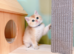 bangbang - British Shorthair Cat For Sale - Staten Island&comma; NY&comma; US