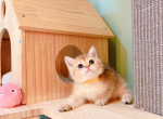 dodo - British Shorthair Cat For Sale - Staten Island&comma; NY&comma; US