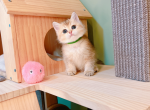 wennie - British Shorthair Cat For Sale - Staten Island&comma; NY&comma; US