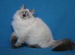 TAYNA IZ TVERSKOGO KNYAZHESTVA - Siberian Cat For Sale - NY&comma; US