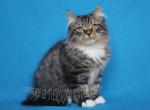 USTIN IZ TVERSKOGO KNYAZHESTVA - Siberian Cat For Sale - NY&comma; US