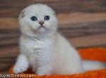 Danik scottish fold silver color point blue eyes - Scottish Fold Cat For Sale - TX&comma; US