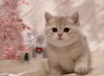 Located in LA blue golden shaded british boy Masha - British Shorthair Cat For Sale - CA&comma; US