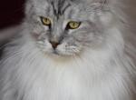 Amy - Maine Coon Cat For Sale - Bridgewater&comma; NJ&comma; US