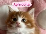 Aphrodite - Maine Coon Cat For Sale - Manchester Township&comma; NJ&comma; US