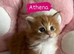 Athena - Maine Coon Cat For Sale - Manchester Township&comma; NJ&comma; US