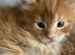 Zeus - Maine Coon Cat For Sale - Manchester Township&comma; NJ&comma; US