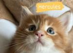 Hercules - Maine Coon Cat For Sale - Manchester Township&comma; NJ&comma; US