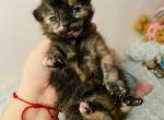 Eve - Domestic Cat For Sale - Bronx&comma; NY&comma; US