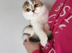 Bee - Scottish Fold Cat For Sale - Levittown&comma; PA&comma; US