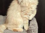 Edmond - Maine Coon Cat For Sale - Staten Island&comma; NY&comma; US