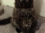 Felix - Maine Coon Cat For Sale - Staten Island&comma; NY&comma; US