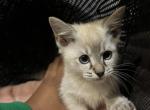 Lynx point Siamese kittens - Siamese Cat For Sale - Philadelphia&comma; PA&comma; US