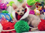 BoB - Devon Rex Cat For Sale - Spokane&comma; WA&comma; US