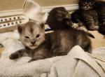 Sheldon - Maine Coon Cat For Sale - Russellville&comma; MO&comma; US