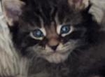 Leonard - Maine Coon Cat For Sale - Russellville&comma; MO&comma; US