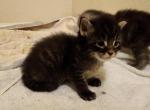 Howard - Maine Coon Cat For Sale - Russellville&comma; MO&comma; US