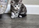 Penny - Maine Coon Cat For Sale - Russellville&comma; MO&comma; US