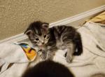 Bernadette - Maine Coon Cat For Sale - Russellville&comma; MO&comma; US