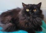 Angel - Scottish Straight Cat For Sale - New York&comma; NY&comma; US