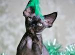 Lue - Devon Rex Cat For Sale - Brooklyn&comma; NY&comma; US