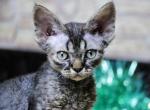 Ronnie - Devon Rex Cat For Sale - Brooklyn&comma; NY&comma; US