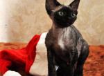 Ben - Devon Rex Cat For Sale - Brooklyn&comma; NY&comma; US