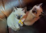Yellow collar male - Siamese Cat For Sale - Hampden&comma; MA&comma; US