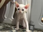 K - Devon Rex Cat For Sale - Philadelphia&comma; PA&comma; US