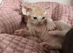 L - Devon Rex Cat For Sale - Philadelphia&comma; PA&comma; US