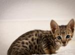 Exotic F4 Girl - Savannah Cat For Sale - Lakeland&comma; FL&comma; US