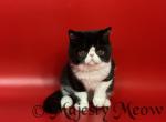 Figaro - Exotic Cat For Sale - Yucca Valley&comma; CA&comma; US