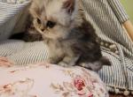 Beautiful Silver HIGHLAND - Scottish Straight Cat For Sale - Grand Rapids&comma; MI&comma; US