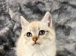 Lynx Siamese Female - Siamese Cat For Sale - Newport&comma; WA&comma; US