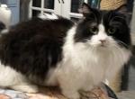 Munchkin male - Munchkin Cat For Sale - Salem&comma; OR&comma; US