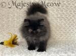 Boo Boo - Persian Cat For Sale - Yucca Valley&comma; CA&comma; US