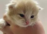 Fudge - Siberian Cat For Sale - Clintwood&comma; VA&comma; US
