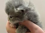 Felix - Siberian Cat For Sale - Clintwood&comma; VA&comma; US