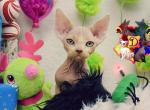 Ritchie - Devon Rex Cat For Sale - Spokane&comma; WA&comma; US