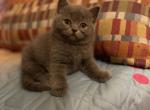 Teddy Bear - British Shorthair Cat For Sale - Fort Wayne&comma; IN&comma; US