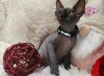 Nimbus - Sphynx Cat For Sale - Mundelein&comma; IL&comma; US