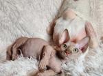 Bambino - Sphynx Cat For Sale - Mundelein&comma; IL&comma; US