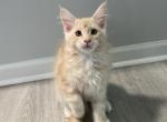 Miles - Maine Coon Cat For Sale - Montgomery&comma; MA&comma; US
