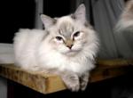 Milo - Himalayan Cat For Sale - Vestal&comma; NY&comma; US