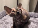 Sphynx Black Tortie female - Sphynx Cat For Sale - Columbus&comma; OH&comma; US