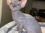 Sphynx Blue Male straight ears - Sphynx Cat For Sale - Columbus&comma; OH&comma; US
