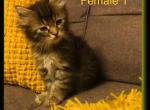 Female 1 - Maine Coon Cat For Sale - Kent&comma; WA&comma; US