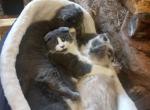 Simon - Scottish Fold Cat For Sale - Mokelumne Hill&comma; CA&comma; US