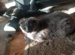 Teddy Bear - Manx Cat For Sale - Mokelumne Hill&comma; CA&comma; US